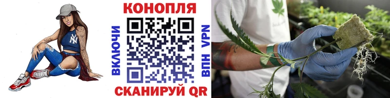 Каннабис планчик цена Железноводск